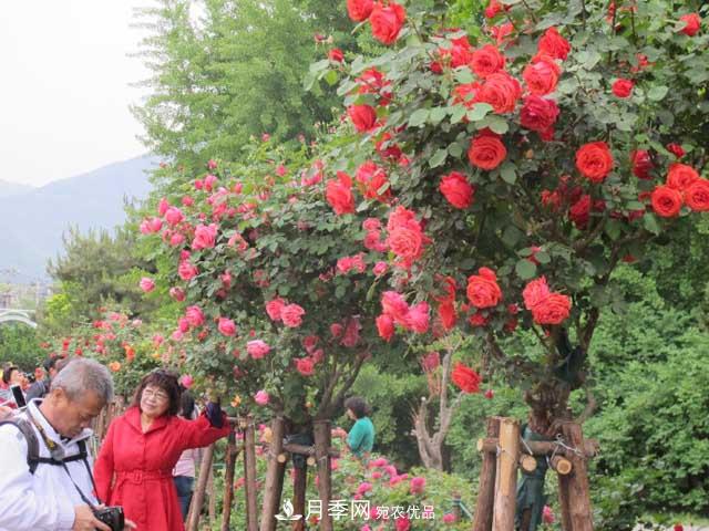 北京植物園樹狀月季花盛開，觀賞效果超級贊！(圖4)