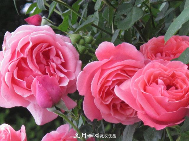 北京植物園樹狀月季花盛開，觀賞效果超級贊！(圖5)