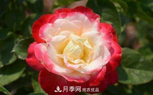 3種“***香月季花”，個個香氣四溢，驚艷四座，年年開花(圖1)