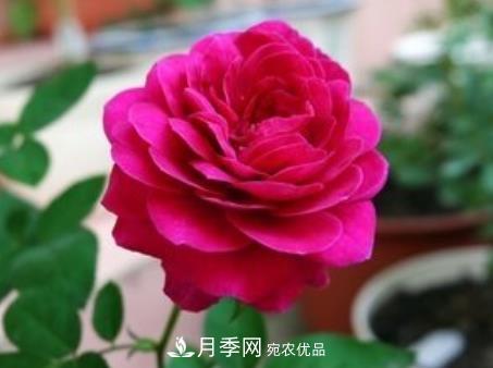 3種“***香月季花”，個個香氣四溢，驚艷四座，年年開花(圖2)