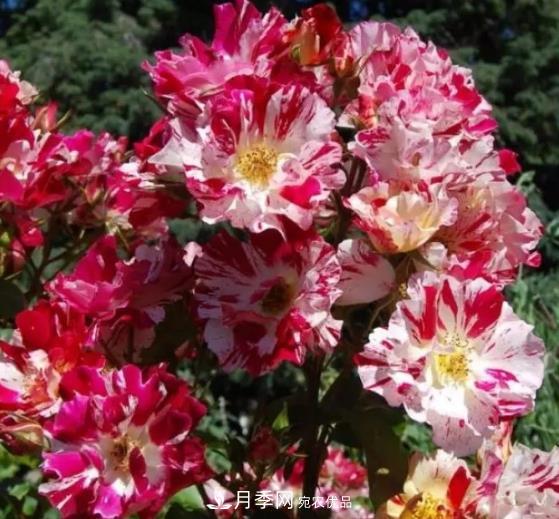 3種“***香月季花”，個個香氣四溢，驚艷四座，年年開花(圖3)