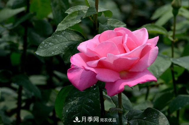 花中皇后月季花，這三大優(yōu)點***受人歡迎(圖2)