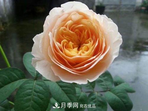 10個品種月季花顏值排行榜，一個比一個驚艷！(圖2)