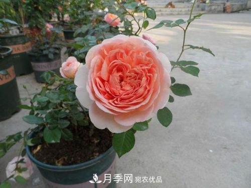 10個品種月季花顏值排行榜，一個比一個驚艷！(圖3)