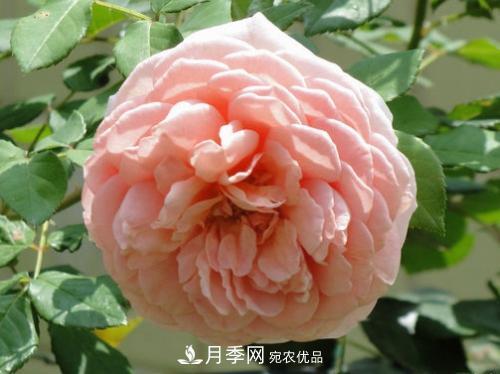 10個品種月季花顏值排行榜，一個比一個驚艷！(圖10)
