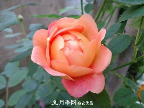 10個品種月季花顏值排行榜，一個比一個驚艷！(圖8)