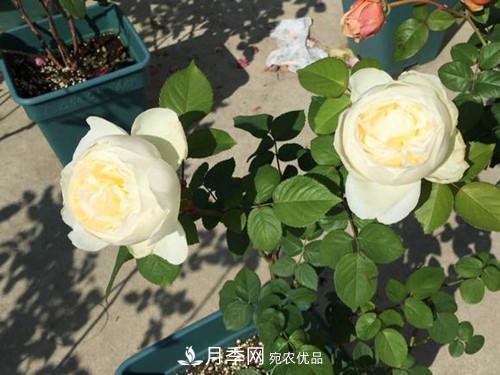 10個品種月季花顏值排行榜，一個比一個驚艷！(圖6)