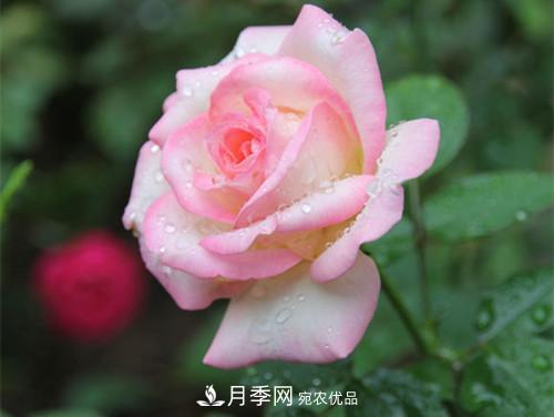 10個品種月季花顏值排行榜，一個比一個驚艷！(圖7)