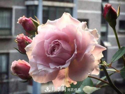 10個品種月季花顏值排行榜，一個比一個驚艷！(圖9)
