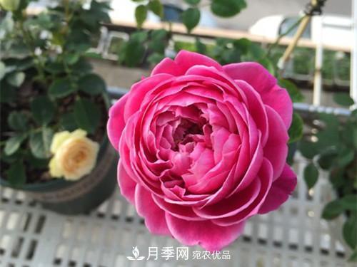 10個品種月季花顏值排行榜，一個比一個驚艷！(圖5)