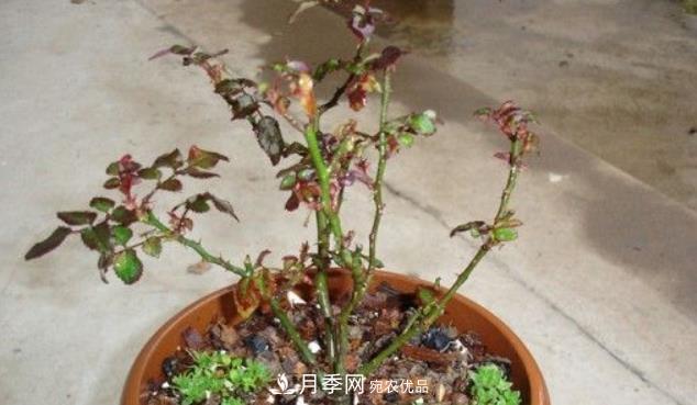 月季花什么時(shí)候修剪？選對“時(shí)間”，才能花開爆，一直開花(圖4)