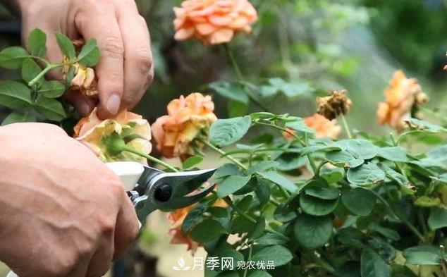 月季花什么時(shí)候修剪？選對“時(shí)間”，才能花開爆，一直開花(圖1)