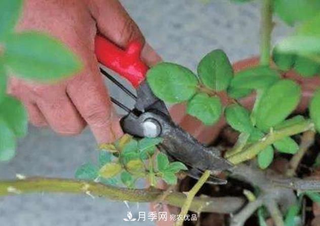 月季花什么時(shí)候修剪？選對“時(shí)間”，才能花開爆，一直開花(圖2)