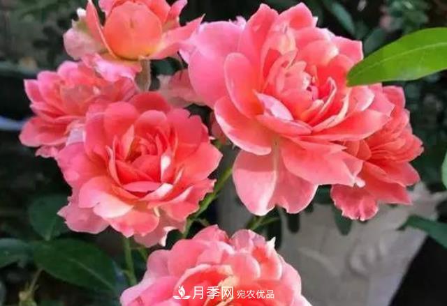 月季花什么時(shí)候修剪？選對“時(shí)間”，才能花開爆，一直開花(圖5)