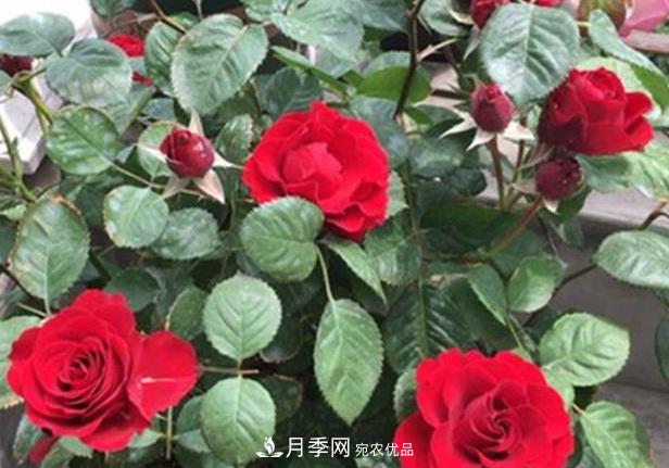 新手養(yǎng)月季須知的“四大點”，熟練掌握，才能輕松養(yǎng)爆盆(圖1)