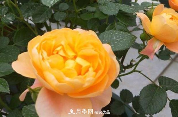 新手養(yǎng)月季須知的“四大點”，熟練掌握，才能輕松養(yǎng)爆盆(圖3)