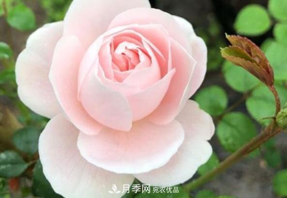 新手養(yǎng)月季須知的“四大點”，熟練掌握，才能輕松養(yǎng)爆盆(圖2)