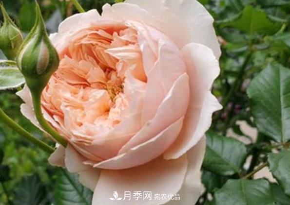 新手養(yǎng)月季須知的“四大點”，熟練掌握，才能輕松養(yǎng)爆盆(圖4)