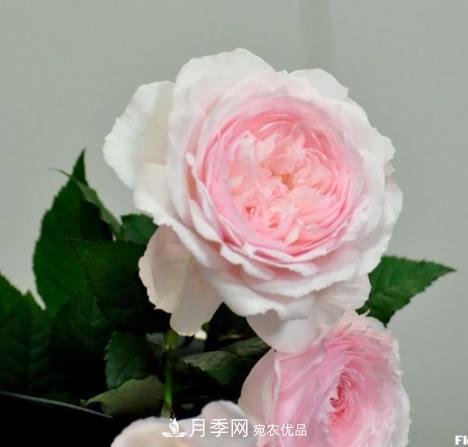 月季品種這么多，就屬這7種香味***好聞(圖4)