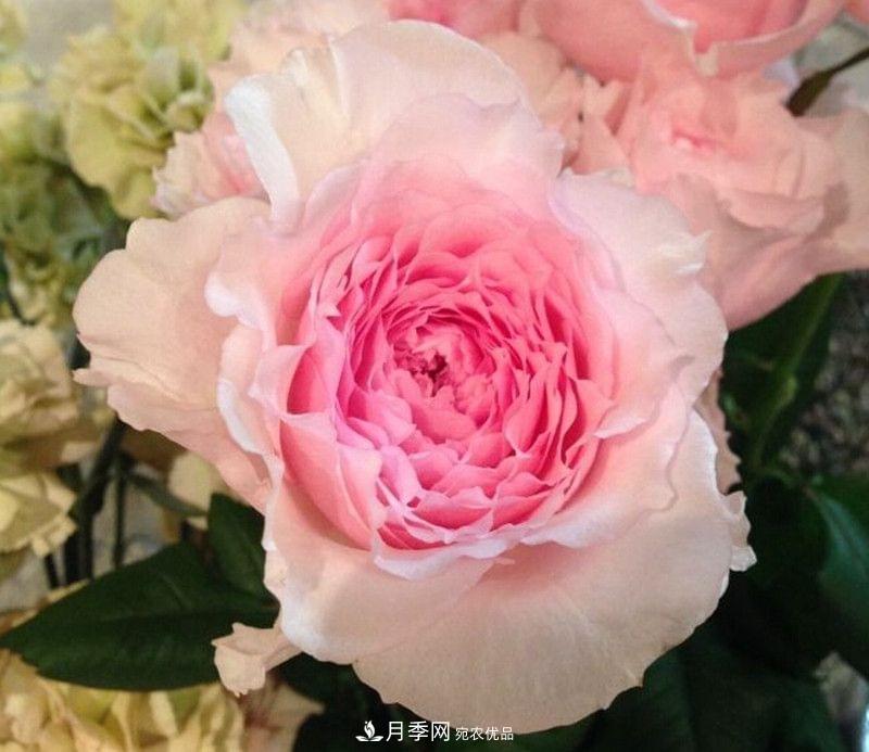月季品種這么多，就屬這7種香味***好聞(圖2)