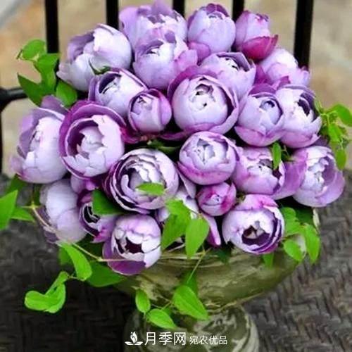 月季品種這么多，就屬這7種香味***好聞(圖8)