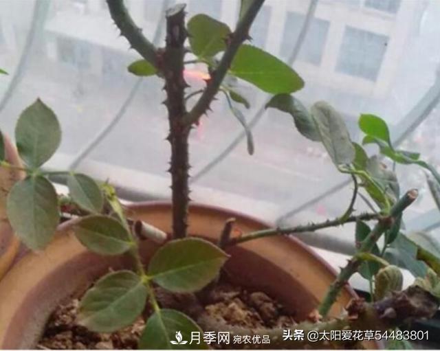 如何避免月季一換盆土就死呢？(圖3)