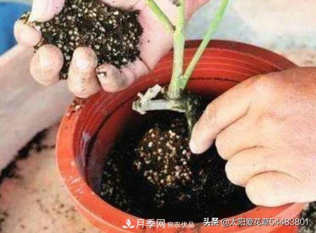 如何避免月季一換盆土就死呢？(圖6)