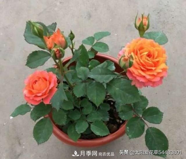 如何避免月季一換盆土就死呢？(圖8)