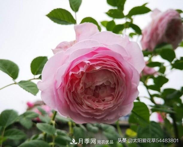 如何避免月季一換盆土就死呢？(圖7)
