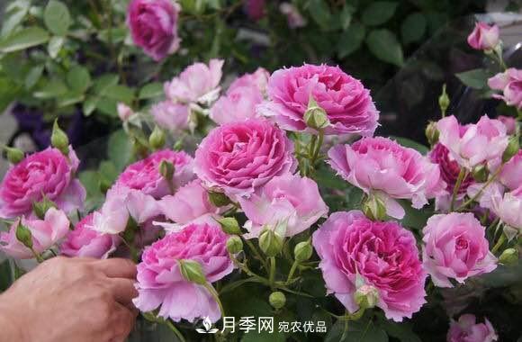 月季中的優(yōu)良品種，天方夜譚，花大量多香味濃，種上就能活！(圖1)