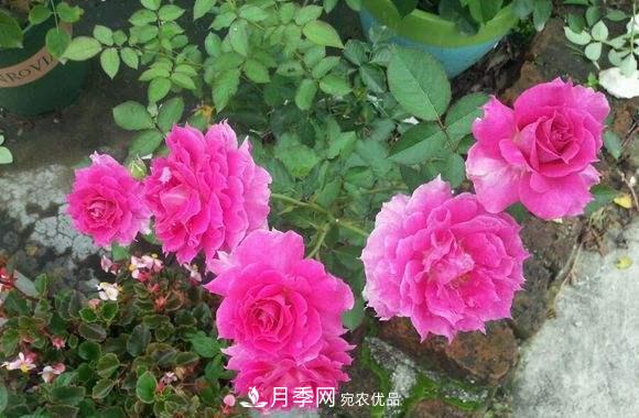 月季中的優(yōu)良品種，天方夜譚，花大量多香味濃，種上就能活！(圖3)