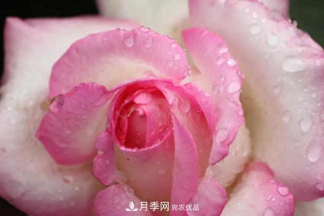 月季養(yǎng)護(hù)知識：這樣養(yǎng)出的月季花，花大色艷，枝繁葉茂(圖1)