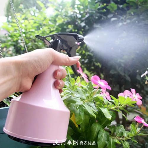 月季養(yǎng)護(hù)知識：這樣養(yǎng)出的月季花，花大色艷，枝繁葉茂(圖3)