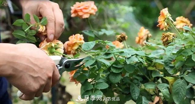月季養(yǎng)護(hù)知識：這樣養(yǎng)出的月季花，花大色艷，枝繁葉茂(圖5)