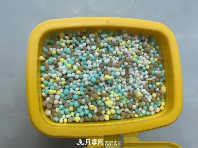 月季養(yǎng)護(hù)知識：這樣養(yǎng)出的月季花，花大色艷，枝繁葉茂(圖4)