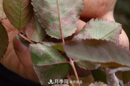 月季葉子上有一層白霜怎么辦？是白粉病嗎(圖1)
