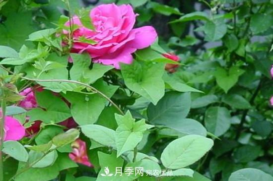 月季葉子上有一層白霜怎么辦？是白粉病嗎(圖3)