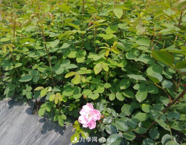 經(jīng)過遠(yuǎn)距離運(yùn)輸?shù)脑录韭愀纾绾味ㄖ采吓瑁?圖1)