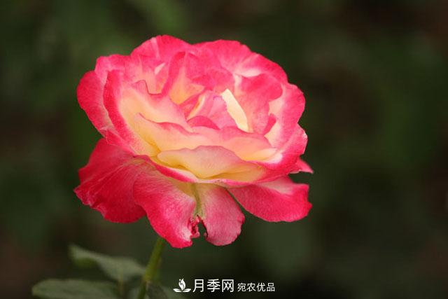 盆栽月季怎樣養(yǎng)？為什么會(huì)出現(xiàn)黃葉，甚至是新芽細(xì)長(zhǎng)，該怎么辦？(圖1)