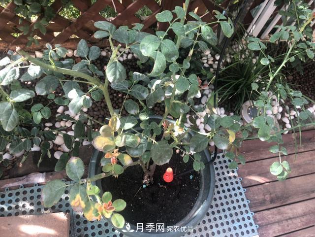 盆栽月季怎樣養(yǎng)？為什么會(huì)出現(xiàn)黃葉，甚至是新芽細(xì)長(zhǎng)，該怎么辦？(圖3)