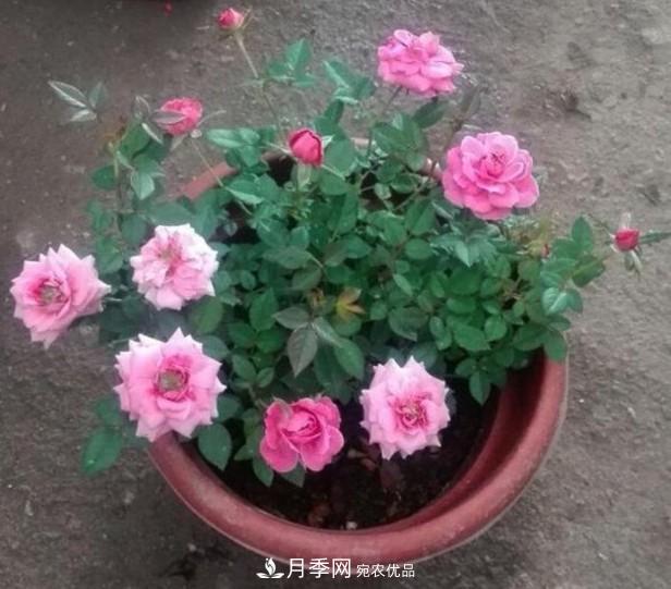 盆栽月季怎樣養(yǎng)？為什么會(huì)出現(xiàn)黃葉，甚至是新芽細(xì)長(zhǎng)，該怎么辦？(圖5)