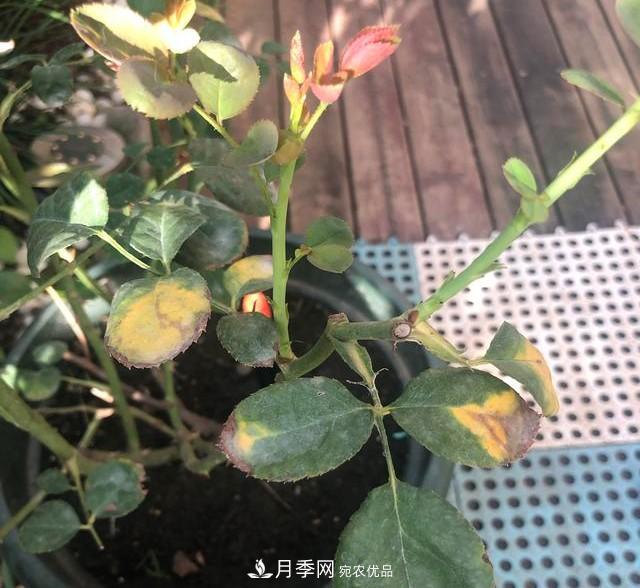 盆栽月季怎樣養(yǎng)？為什么會(huì)出現(xiàn)黃葉，甚至是新芽細(xì)長(zhǎng)，該怎么辦？(圖6)
