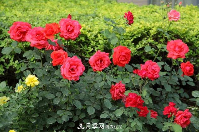 夏季養(yǎng)月季花，澆水施肥都是重點，整錯了就黃葉爛根生長差(圖1)