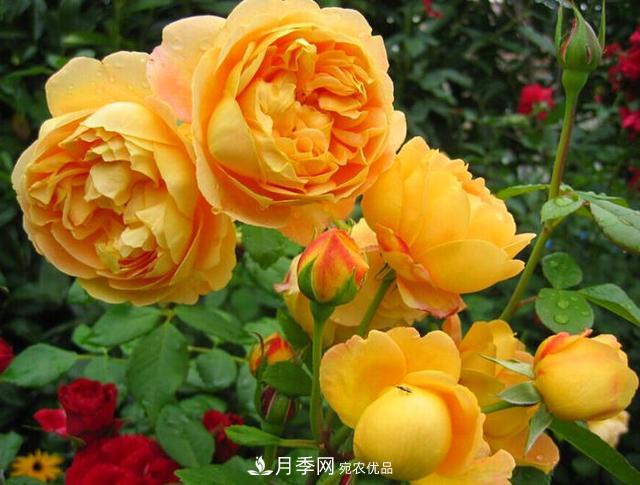 夏季養(yǎng)月季花，澆水施肥都是重點，整錯了就黃葉爛根生長差(圖4)