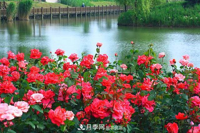 夏季養(yǎng)月季花，澆水施肥都是重點，整錯了就黃葉爛根生長差(圖3)