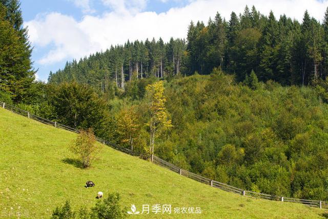 落葉松育苗造林技術，種植方法既簡單又方便，高產(chǎn)又增收(圖2)