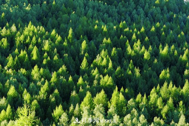 落葉松育苗造林技術，種植方法既簡單又方便，高產(chǎn)又增收(圖1)