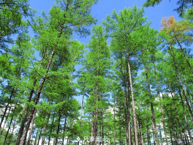 落葉松育苗造林技術，種植方法既簡單又方便，高產(chǎn)又增收(圖3)