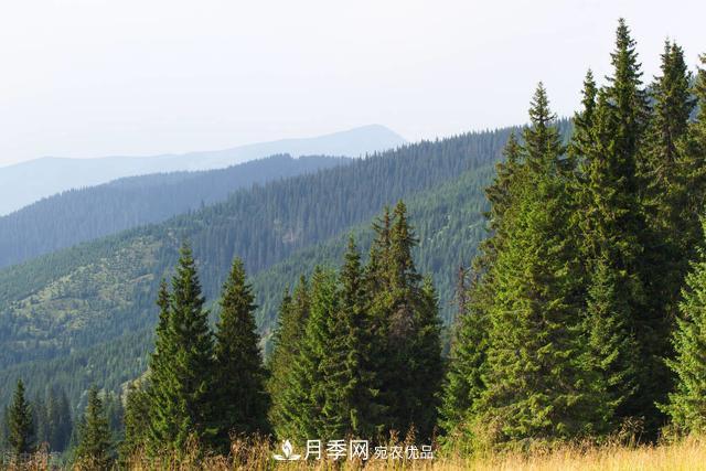 落葉松育苗造林技術，種植方法既簡單又方便，高產(chǎn)又增收(圖4)