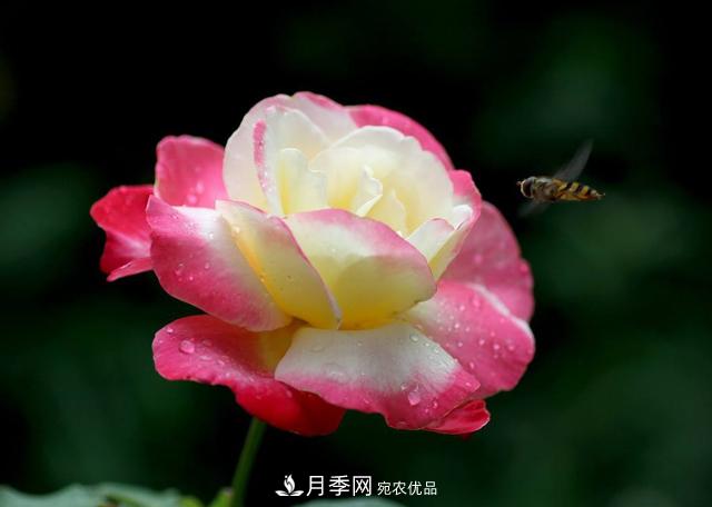 月季為什么會(huì)出現(xiàn)盲芽，其實(shí)多數(shù)與種植習(xí)慣有關(guān)(圖1)